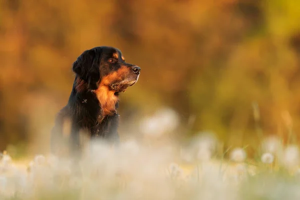 Dog Hovawart Gold Black Portrait — Stockfoto