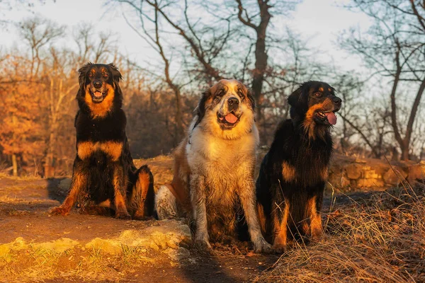 Hundar Leker Parken — Stockfoto