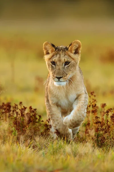 Lioness Panthera Leo Portrait Daytime — Foto de Stock