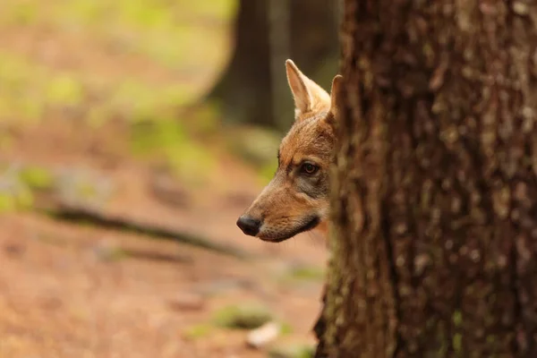 Male Eurasian Wolf Canis Lupus Lupus — Foto de Stock