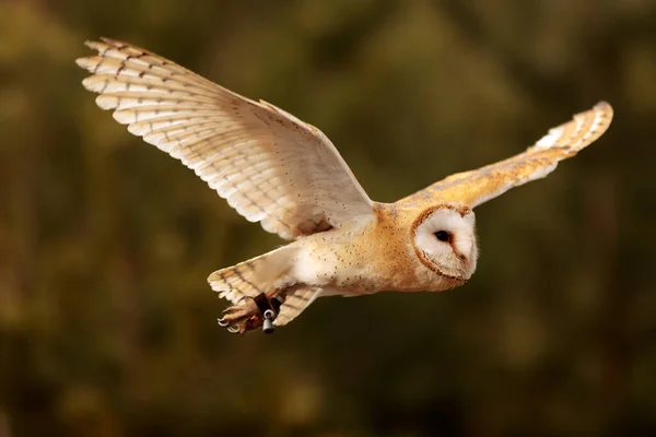 Vogel Fauna Uil Close — Stockfoto