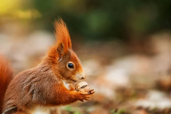 Cute Red Squirrel Sciurus Vulgaris — Fotografia de Stock