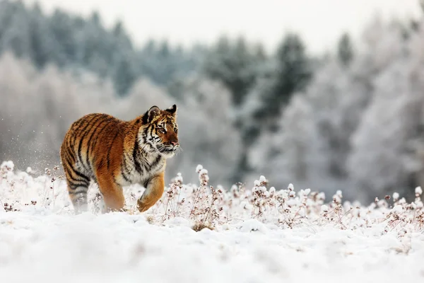 Animal Tiger Wild Nature — Photo