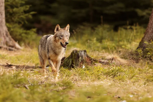 Közönséges Farkas Canis Lupus Lupus — Stock Fotó