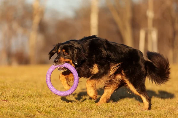 Dog Hovawart Gold Black Playing — Stok fotoğraf