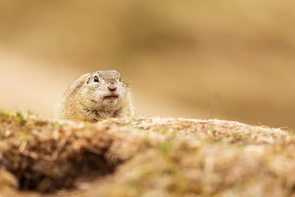 Kleines Säugetier Europäisches Ziesel Spermophilus Citellus — Stockfoto