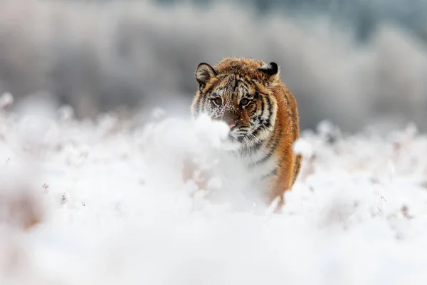 Animal Tiger Wild Nature — 스톡 사진