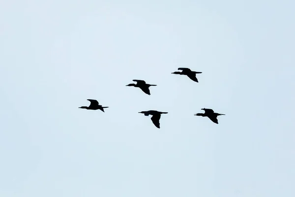 Aves Volando Cielo Azul — Foto de Stock