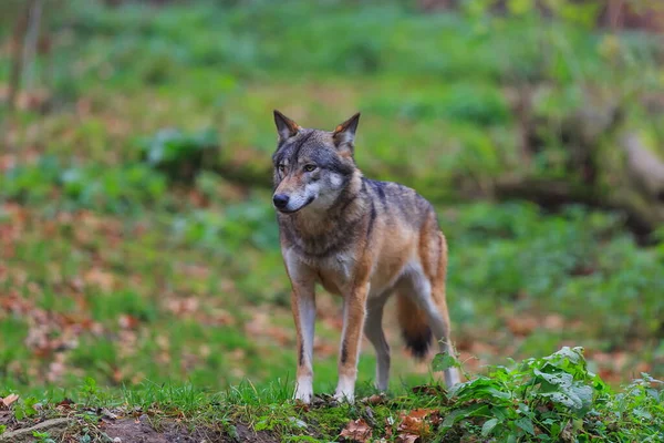 Male Eurasian Wolf Canis Lupus Lupus — 스톡 사진
