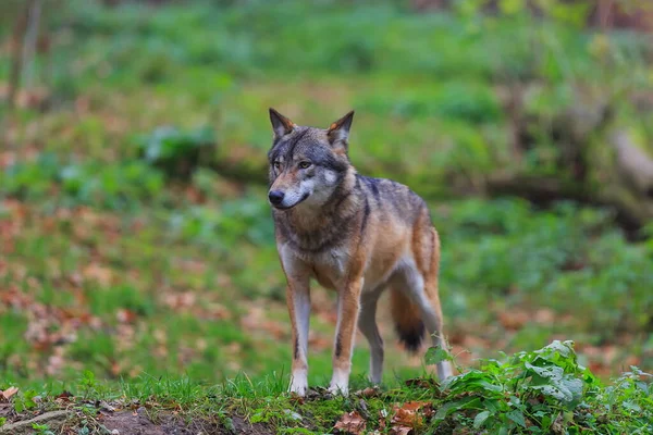 Male Eurasian Wolf Canis Lupus Lupus — Foto de Stock