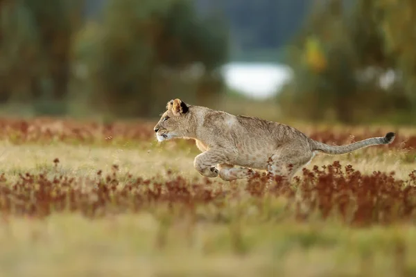Lioness Panthera Leo Portrait Daytime — Fotografia de Stock