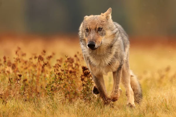 Lobo Eurasiático Canis Lupus Lupus — Fotografia de Stock