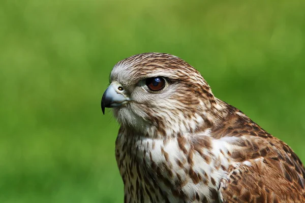 Falcon Wild Life Animal — Stockfoto
