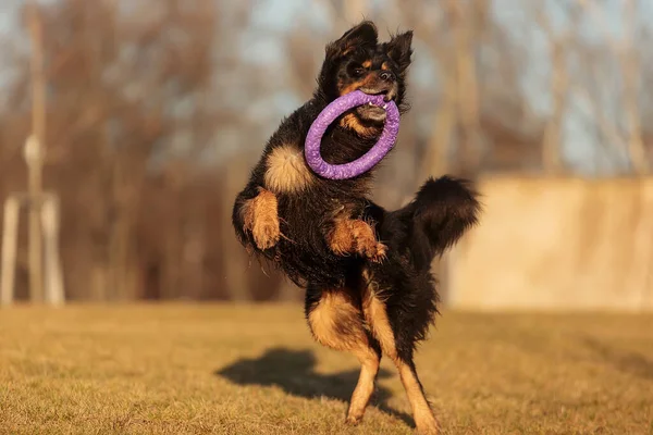 Dog Hovawart Gold Black Playing — Stockfoto