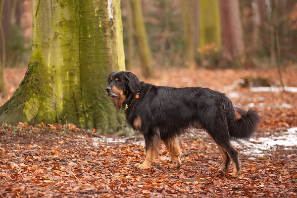 Dog Hovawart Gold Black Portrait —  Fotos de Stock