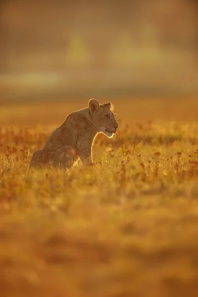 Lioness Panthera Leo Portrait Daytime — 스톡 사진