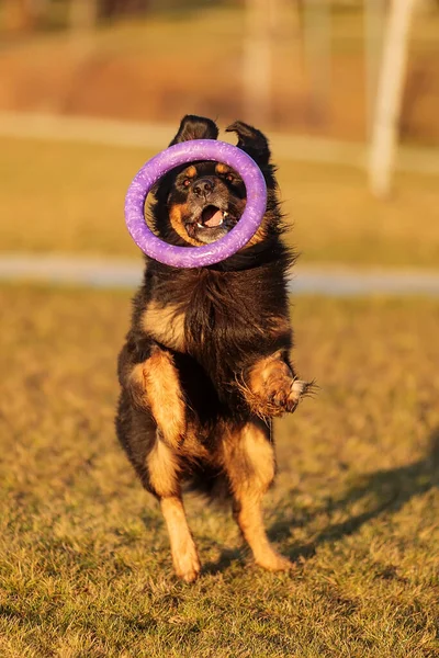 Dog Hovawart Gold Black Playing — Fotografia de Stock