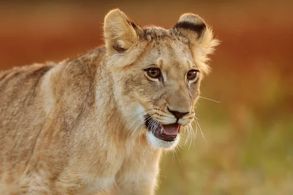 Lioness Panthera Leo Portrait Daytime — Zdjęcie stockowe