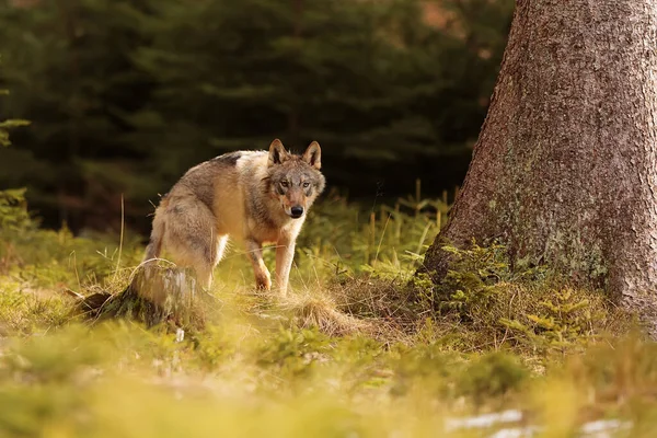 Male Eurasian Wolf Canis Lupus Lupus —  Fotos de Stock