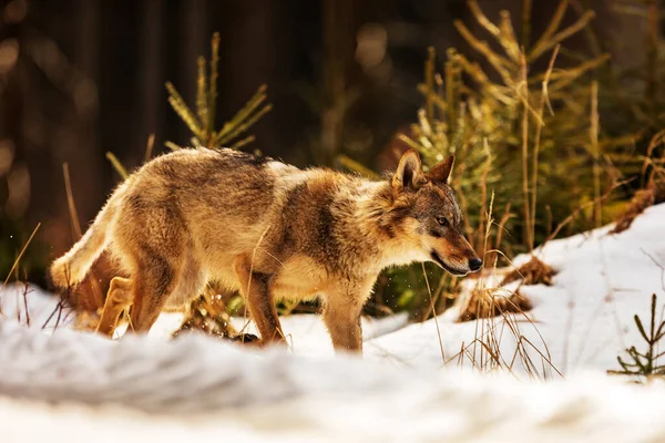 Lobo Eurasiático Canis Lupus Lupus —  Fotos de Stock