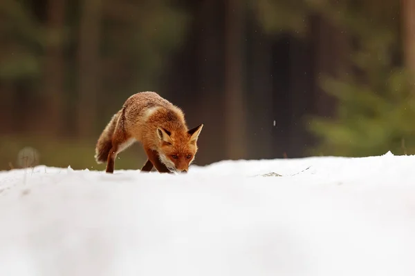 red fox (Vulpes vulpes)   animal