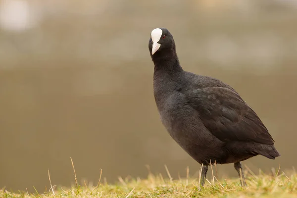 Eurasian Coot Staying Hill Front River Brown Background — 图库照片