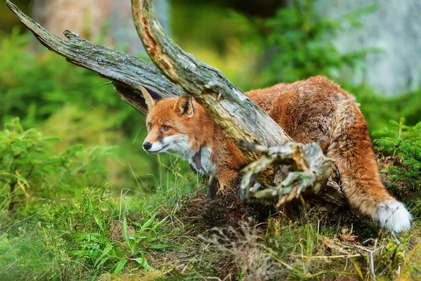 Red Fox Vulpes Vulpes Animal — Foto Stock