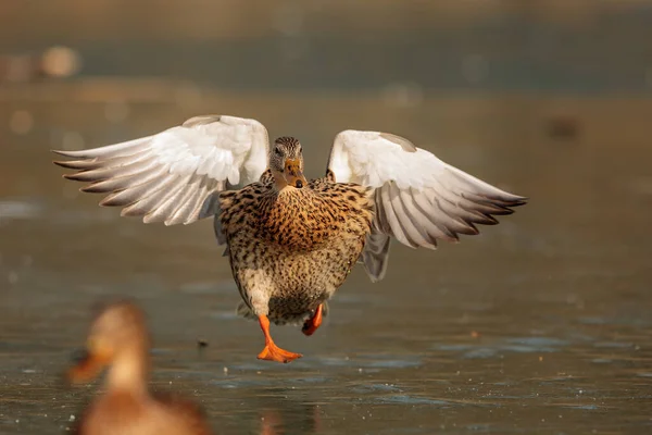 Close Duck Wild Nature — Stock Photo, Image