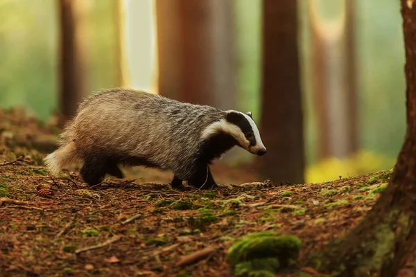 Old European Badger Wild — Foto de Stock