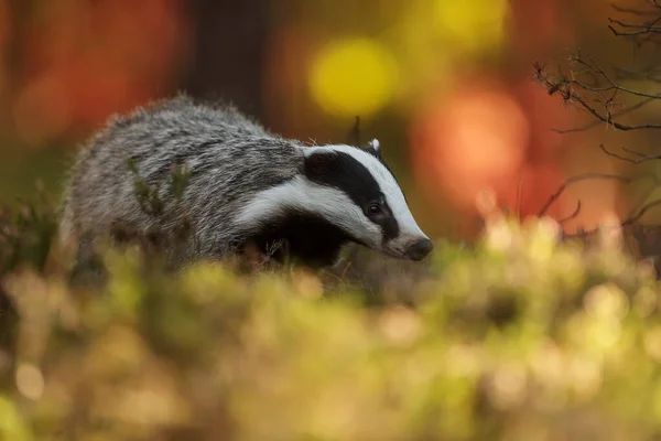 Badger Tua Eropa Alam Liar — Stok Foto