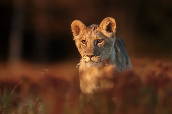 Lioness Panthera Leo Portrait Daytime — 스톡 사진