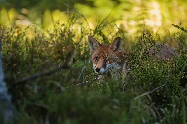 Cube Red Fox Vulpes Vulpes Curious Young Animal — Stock fotografie
