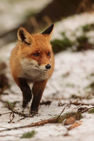 Red Fox Vulpes Vulpes Animal — 스톡 사진