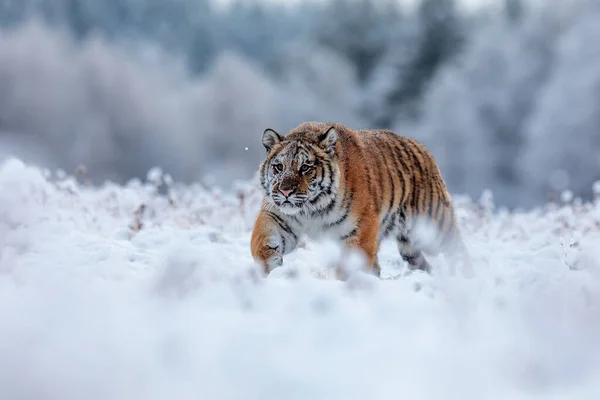 Animal Tiger Wild Nature — стоковое фото