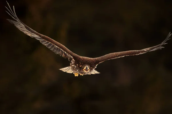 Falcon Wild Life Animal — Stok fotoğraf