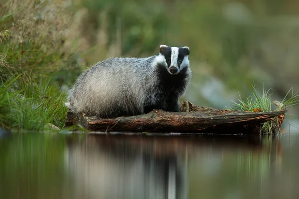 Old European Badger Wild — Stock fotografie