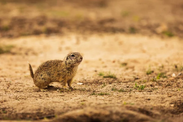 Pequeño Mamífero Ardilla Terrestre Europea Spermophilus Citellus — Foto de Stock