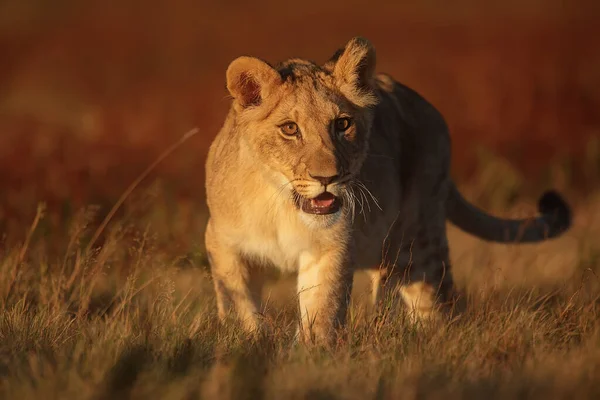 Lioness Panthera Leo Portrait Daytime — Fotografia de Stock