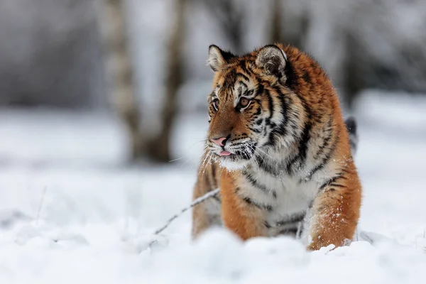 Animal Tiger Wild Nature — 스톡 사진