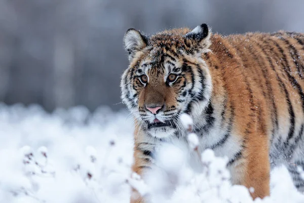 Тварина Тигр Дикій Природі — стокове фото