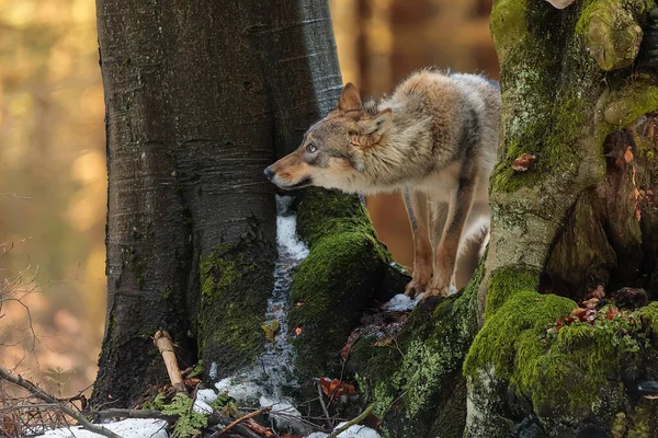 Male Eurasian Wolf Canis Lupus Lupus Wild Nature —  Fotos de Stock