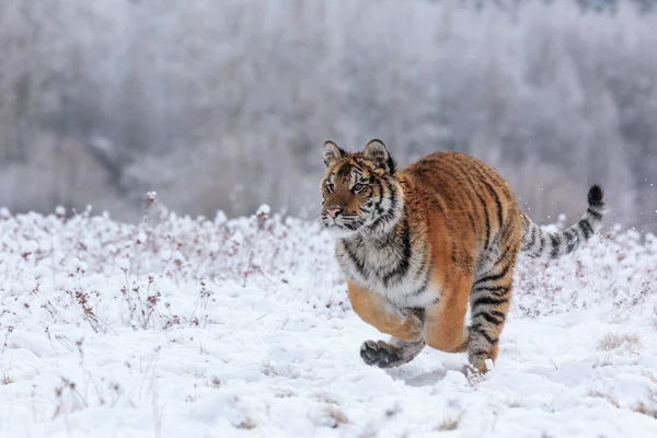 Animal Tiger Wild Nature — Stockfoto