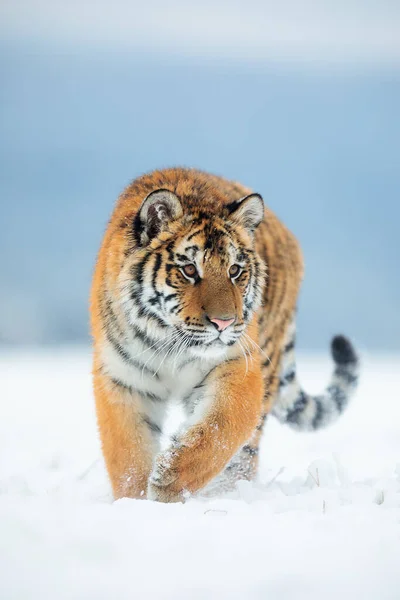 Тварина Тигр Дикій Природі — стокове фото