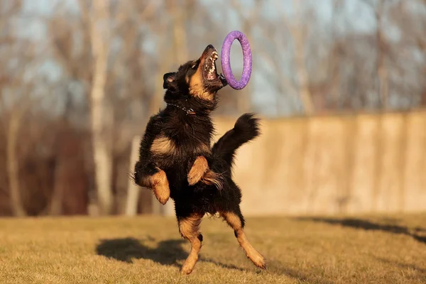 Dog Hovawart Gold Black Playing — Stockfoto