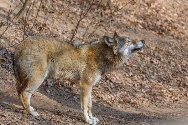 Male Eurasian Wolf Canis Lupus Lupus — Stockfoto