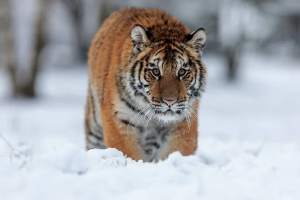 Animal Tiger Wild Nature — Stock Photo, Image