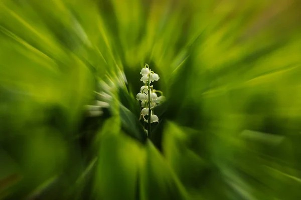 Närbild Grön Växt Suddig Bakgrund — Stockfoto