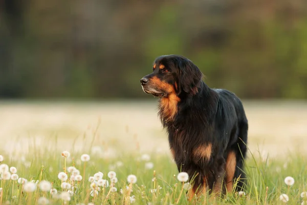 Dog Hovawart Gold Black Portrait — Photo