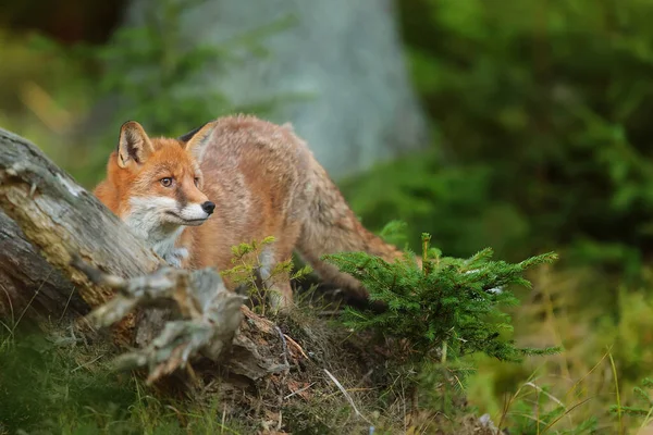 cube red fox (Vulpes vulpes) a curious young  animal