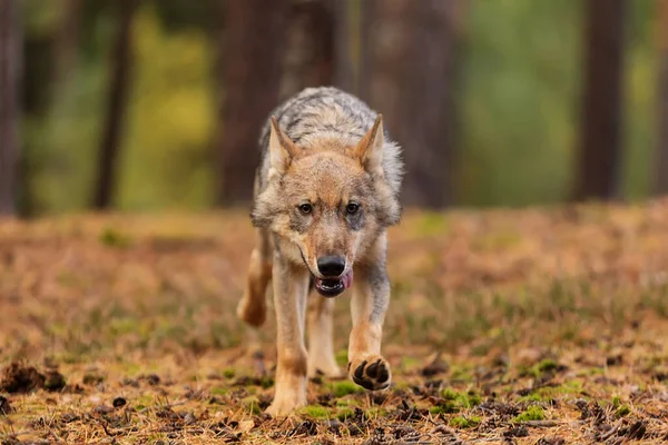 Lobo Eurasiático Canis Lupus Lupus — Fotografia de Stock